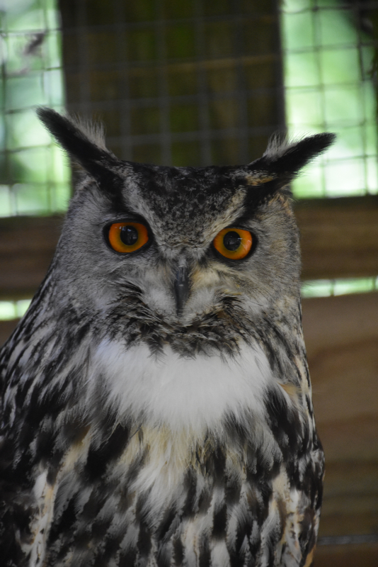 Egbert - Eurasian eagle-owl