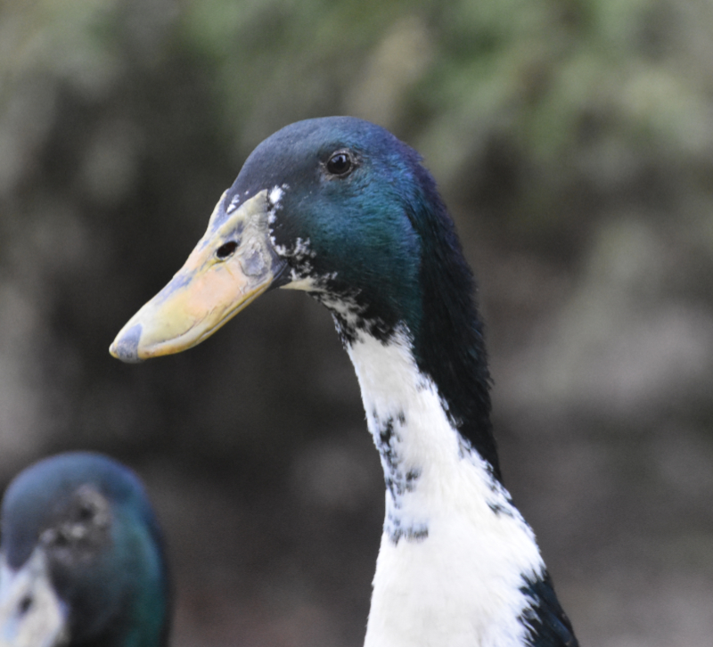 Ken - Indian Runner Duck