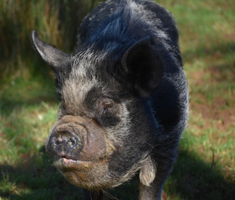 Pirran - Kunekune pig